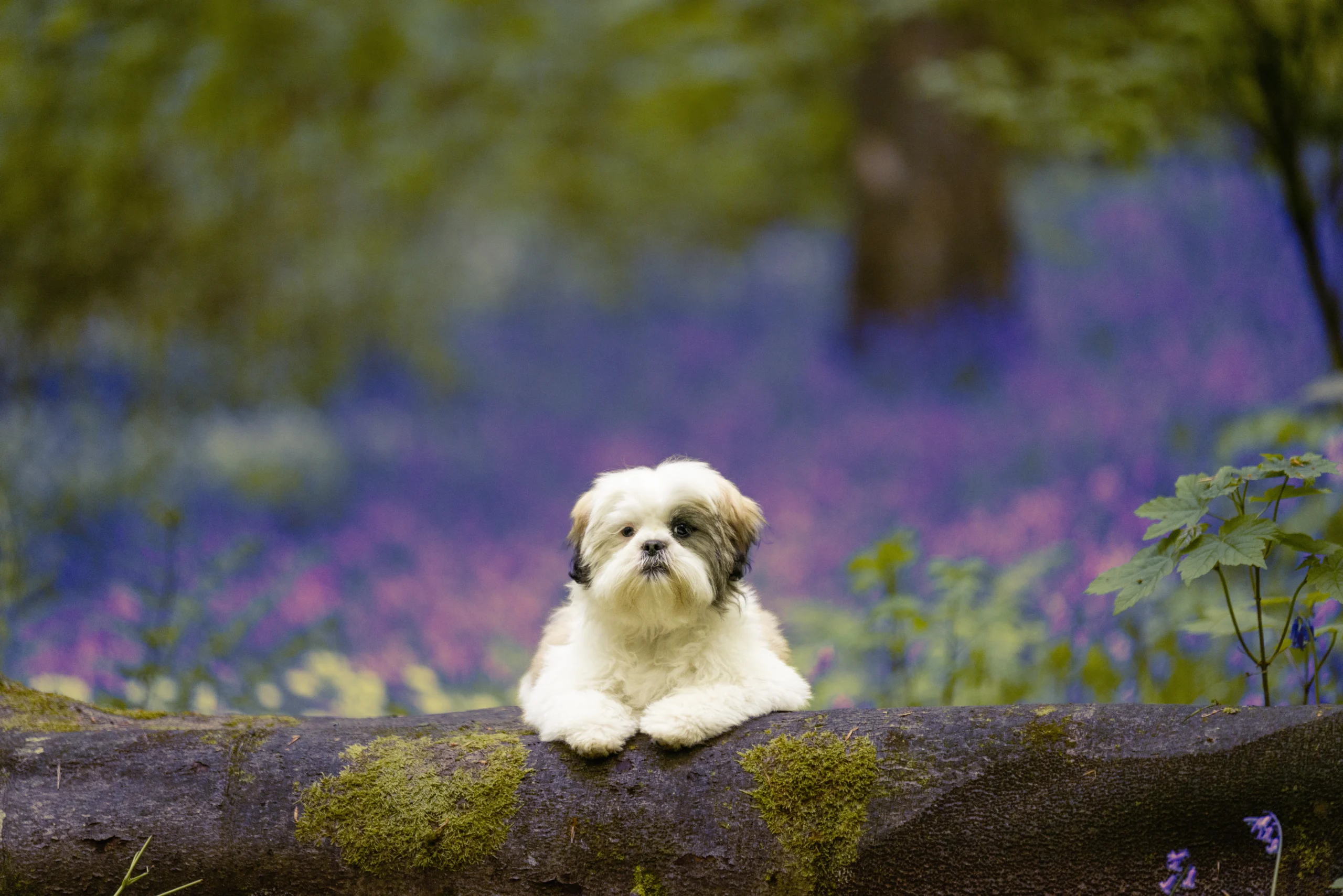 A small white and brown dog lies on a mossy log in a forest, with a blurred background of green foliage and purple flowers, capturing a moment that any family photographer would treasure.Family photographer