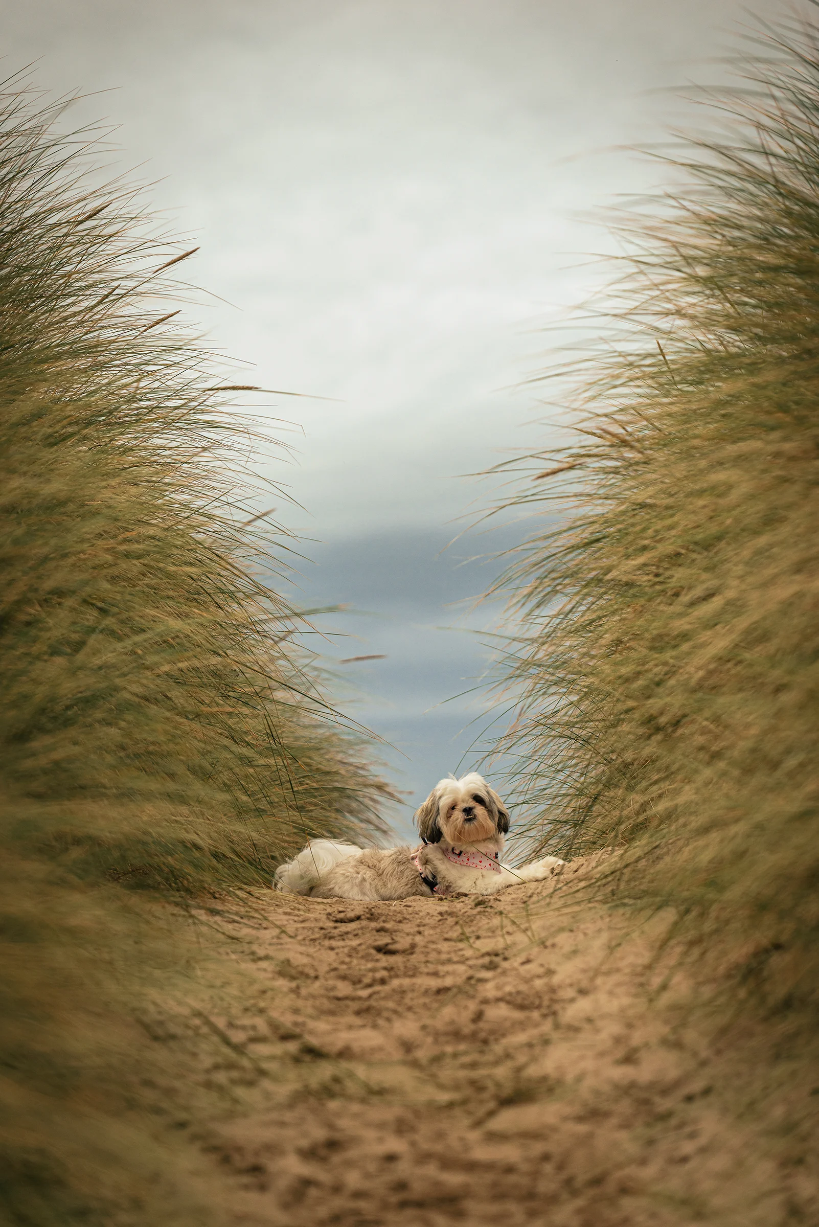 Northern Ireland beach portrait of a small dog lounging between windswept dune grasses, outdoor family photographer style