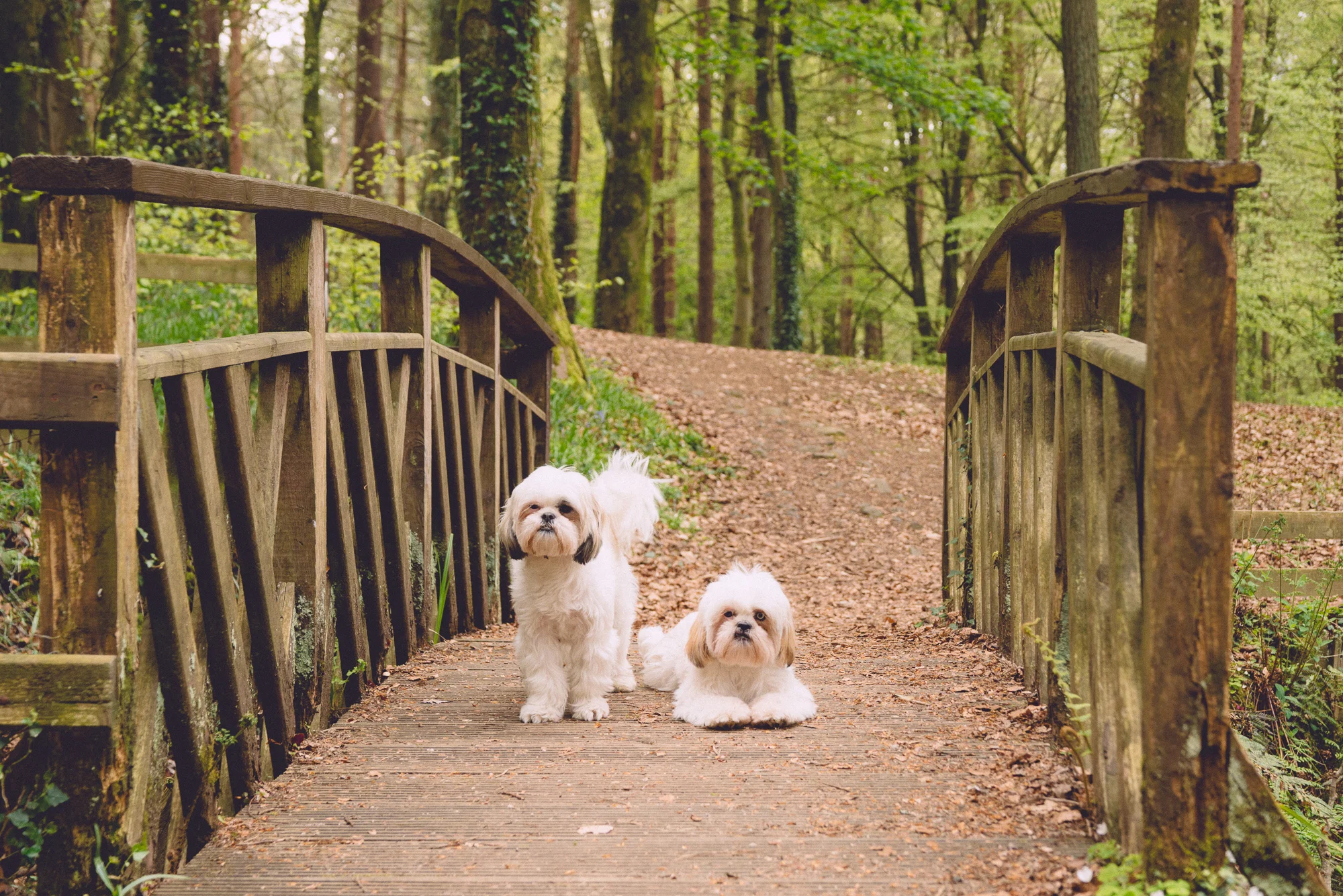 Two small white Shih Tzu dogs posing on a rustic wooden bridge in a Northern Ireland woodland family portrait session