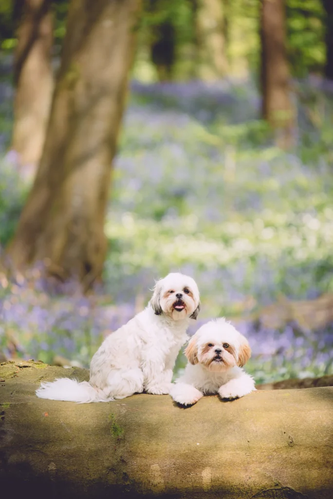 Two small white Shih Tzu dogs posed on a woodland log among bluebells in a Northern Ireland outdoor pet portrait